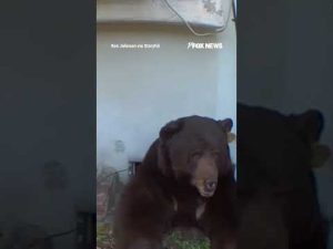 Read more about the article WATCH: MASSIVE bear squeezes into home’s crawl space #shorts #bear #wildlife #animals #viral #us