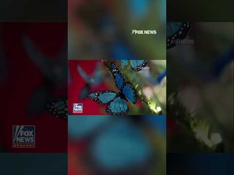 You are currently viewing HOME FOR THE HOLIDAYS: First Lady Melania Trump showcases White House Christmas theme #shorts #trump