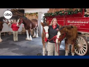 Read more about the article Celebrating Missouri’s most beloved horses