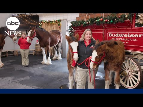 Read more about the article Celebrating Missouri’s most beloved horses