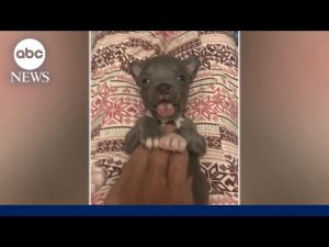 Read more about the article Tiny puppy saved by adoptive doggie mom finds forever home