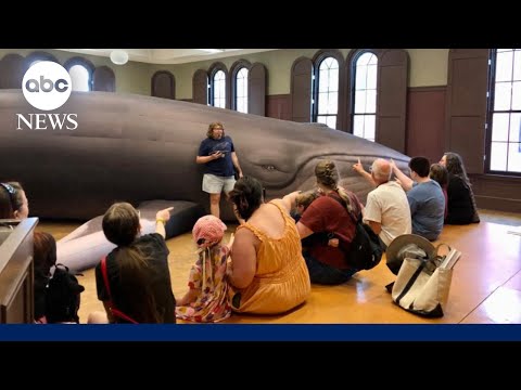 Read more about the article Educator goes big with lessons involving a 43-foot whale