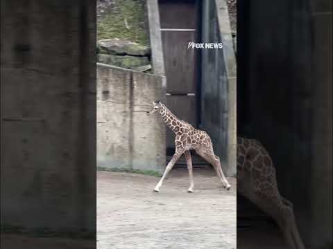 Read more about the article ZOOmies: Baby giraffe gallops alongside his mom and dad #shorts #usa #us #animal #cute #zoo
