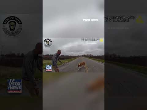 You are currently viewing ‘BIG BOY!’: State trooper blocks traffic and coaxes a loose dog to safety #foxnews #fox #shorts
