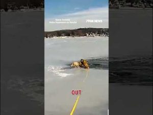 Read more about the article WATCH: Officer SAVES dog from frozen lake #shorts #us #news #rescue #dog #newjersey