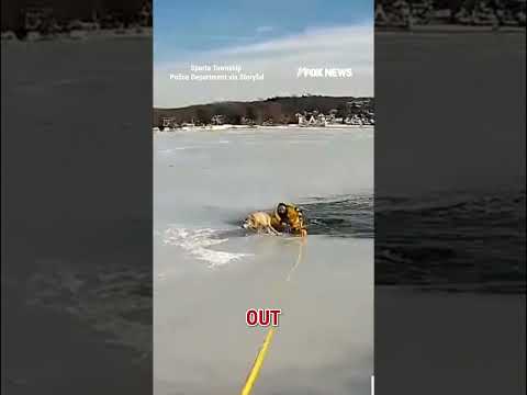 You are currently viewing WATCH: Officer SAVES dog from frozen lake #shorts #us #news #rescue #dog #newjersey
