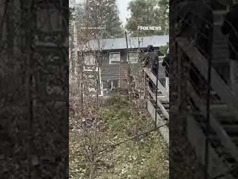 You are currently viewing UN-BEAR-LIEAVABLE!: Tourists find themselves face-to-face with a grizzly bear #shorts #bear #tourist