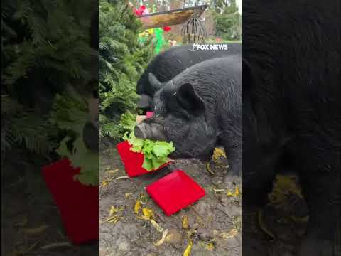 You are currently viewing HAPPY HOG-IDAYS: Guinea hogs open presents from Santa #shorts #animals #cute #pig #zoo #usa