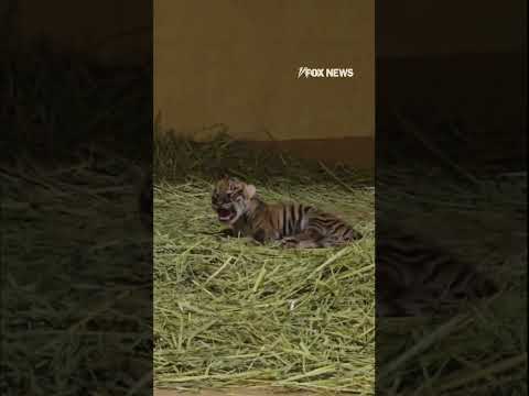 You are currently viewing NEW CUB ALERT: Zoo welcomes addition to tiger family #shorts #foxnews #news #fox #us