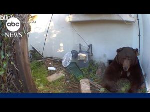 Read more about the article ‘It sounds like a dragon’: Bear living under house won’t leave