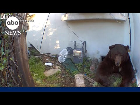 You are currently viewing ‘It sounds like a dragon’: Bear living under house won’t leave