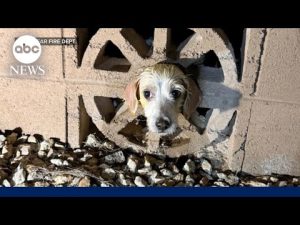 Read more about the article Firefighters’ Christmas rescue of dog goes viral