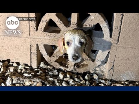 You are currently viewing Firefighters’ Christmas rescue of dog goes viral