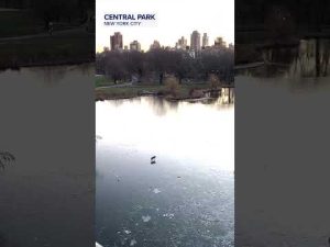 Read more about the article Coyote spotted chilling in New York’s Central Park
