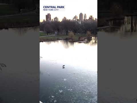 You are currently viewing Coyote spotted chilling in New York’s Central Park