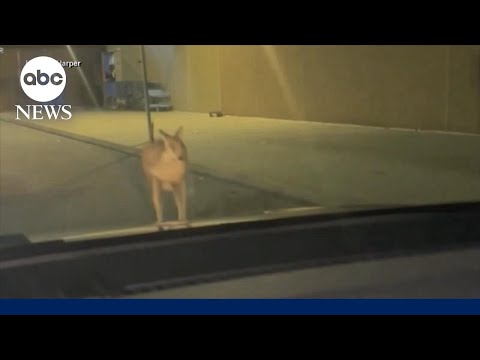 You are currently viewing Wandering wallaby’s escape ends at Walmart