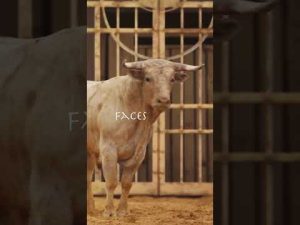 Read more about the article It’s Merlin’s way or the highway