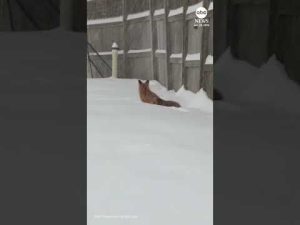 Read more about the article Foxes frolic in winter snow