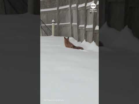 You are currently viewing Foxes frolic in winter snow