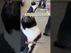 Read more about the article Arctic blast TOO COLD for penguins #foxnews #news #us #fox