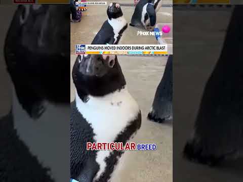 You are currently viewing Arctic blast TOO COLD for penguins #foxnews #news #us #fox