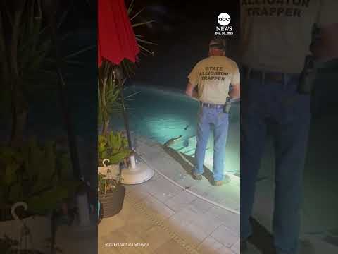 You are currently viewing Alligator caught taking midnight dip in Florida swimming pool