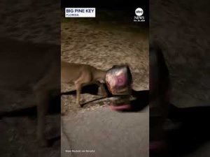 Read more about the article Deer with bag stuck on head gets a little help from friendly commuter