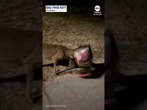 You are currently viewing Deer with bag stuck on head gets a little help from friendly commuter