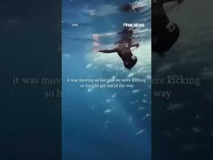 Read more about the article DIDN’T SEA THAT COMING: Divers stunned when massive whale suddenly appears