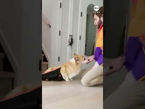 You are currently viewing Man using a backpack to help get dogs adopted