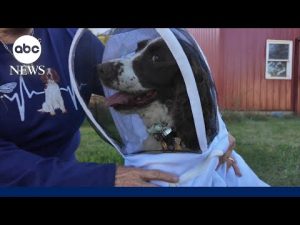 Read more about the article ‘Incredible dog’ is sniffing to save the honeybees