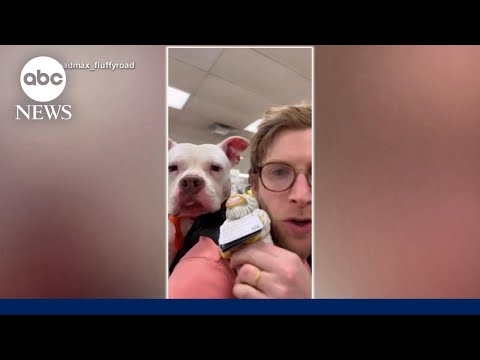 You are currently viewing This man is using a backpack to help get dogs adopted