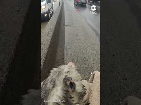 Read more about the article Terrified possum rescued from middle of busy New York City highway