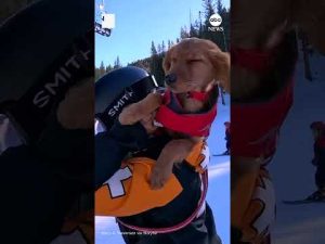 Read more about the article Puppy training to become avalanche rescue dog gets a lift to work