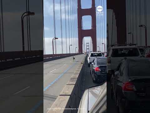 Read more about the article Deer stops traffic on the Golden Gate Bridge