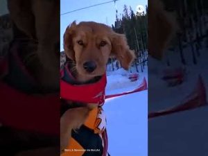Read more about the article Ski patrol pup slides down the slopes to work