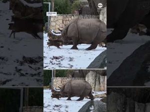 Read more about the article Tiny deer wins standoff with huge rhino