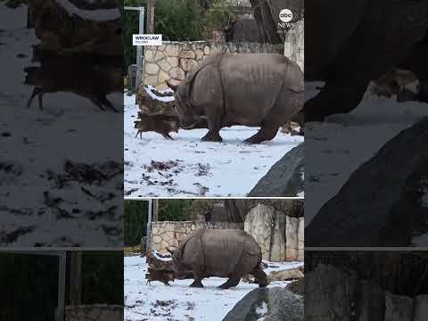 Read more about the article Tiny deer wins standoff with huge rhino