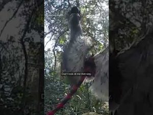 Read more about the article Emu on the loose captured and handcuffed by police in Florida