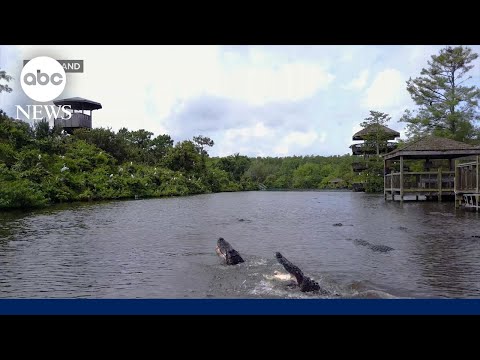 You are currently viewing Going gaga for gators in Florida