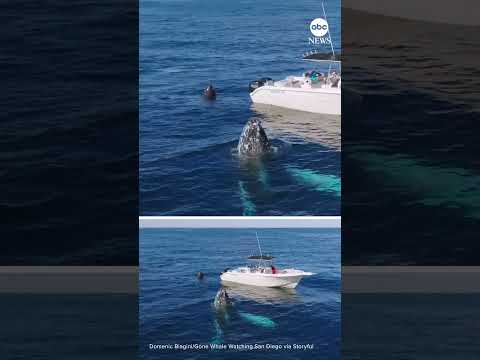 You are currently viewing Seafaring dog greets whales and dolphins off the coast of San Diego