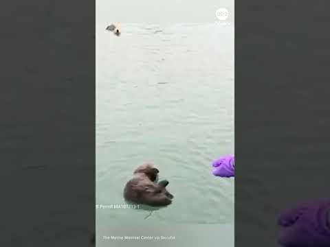 You are currently viewing Otter pup reunited with mom after being stranded on beach