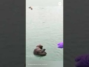 Read more about the article Otter pup reunited with mom after being stranded on beach