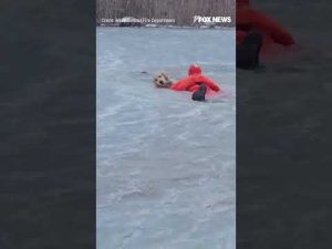 Read more about the article DRAMATIC RESCUE: Video shows firefighter crawling across frozen pond to rescue a dog #shorts #dog