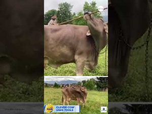 Read more about the article Clever cow surprises scientists by using tool to scratch itself