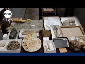 Read more about the article Exhibition of rarely seen fossils on display at Carnegie Museum of Natural History