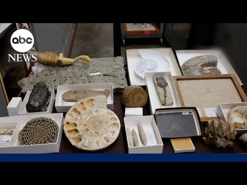 You are currently viewing Exhibition of rarely seen fossils on display at Carnegie Museum of Natural History