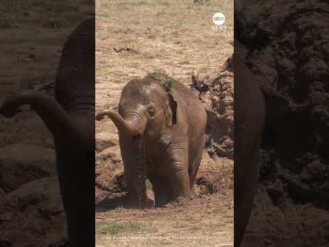 You are currently viewing Zoo elephants treated to ‘spa day’ in Australia