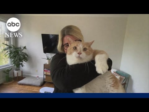 You are currently viewing ‘Kitty Fat Camp’ helps overweight cats find homes