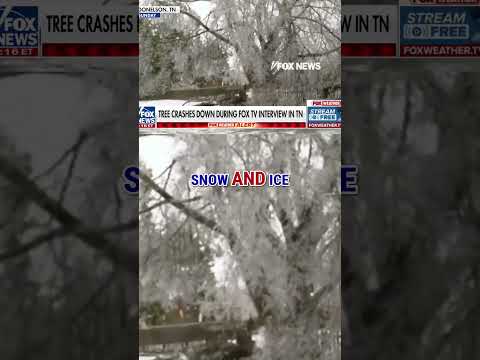 You are currently viewing SCARY STUFF: Tree falls during live interview #tv #shorts #tree #snow #snowfall